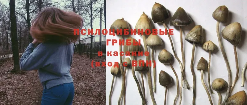 Галлюциногенные грибы Psilocybe  блэк спрут онион  Дивногорск 